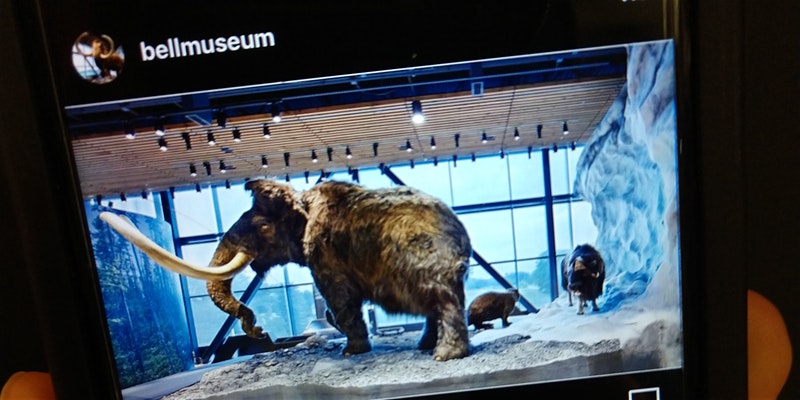 A mobile phone held in hands showing the Bell Museum Instagram account. Current photo on the feed shows a woolly mammoth exhibit.