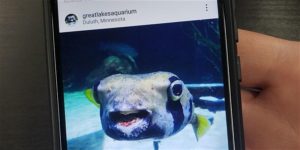 A mobile phone held in hands showing the Great Lakes Aquarium Instagram account. Current photo on the feed shows a puffer fish with mouth open in a smile.